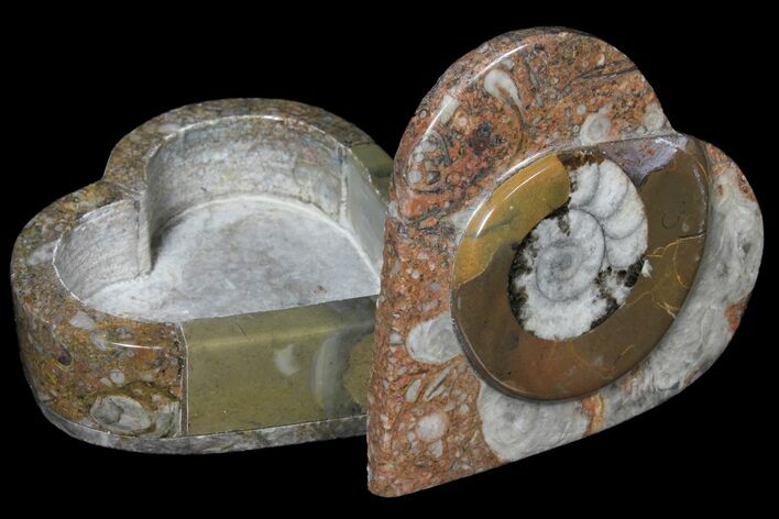 Fossiliferous Limestone Box With Goniatites & Orthoceras #123551